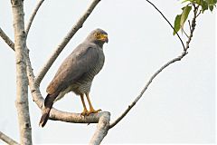 Roadside Hawk